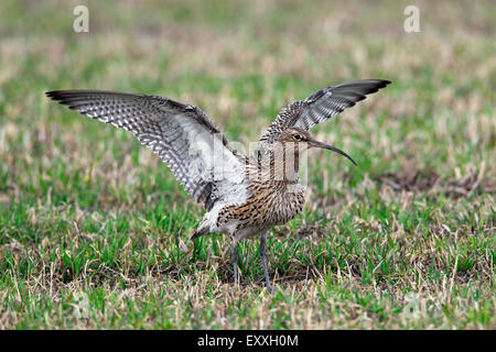 Courlis cendré (Numenius arquata) ailes d'étirement dans les prairies Banque D'Images