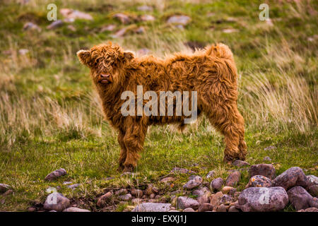 Les jeunes vaches Highland, Seraing, l'Écosse. Banque D'Images