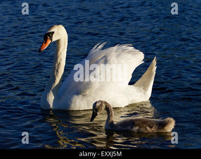 Mère-swan avec son fils nagent dans le lac Banque D'Images