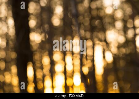 L'abstraction de l'arrière-plan flou de la forêt. Flou artistique coloré photo. Banque D'Images