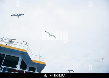 Vol de mouettes au-dessus de la cabine du capitaine de bateau Banque D'Images