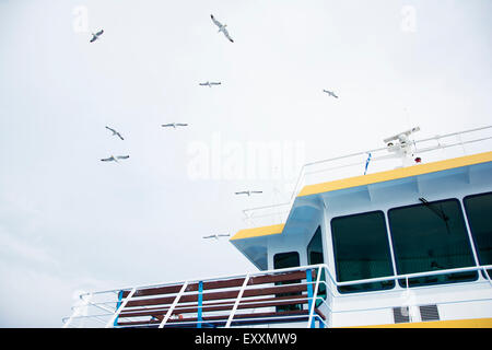 Vol de mouettes au-dessus de la cabine du capitaine de bateau Banque D'Images