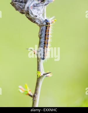 Arbre attaqué par des chenilles. Close up of worms sur arbre. Banque D'Images