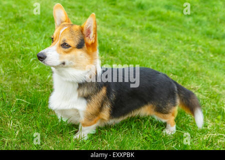 Chien Pembroke Welsh Corgi smiling Banque D'Images