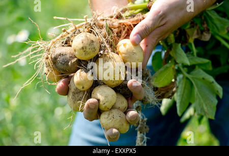 Haimhausen, Allemagne. 17 juillet, 2015. Un agriculteur détient pommes fraîches dans ses mains près de Haimhausen, Allemagne, 17 juillet 2015. Le ministre de l'agriculture de Bavière et le président de l'association des agriculteurs de Bavière a informé les journalistes au cours d'une visite de presse de la récolte sur la saison de croissance du grain et a donné un aperçu de la récolte en 2015. PHOTO : Sven Hoppe/dpa/Alamy Live News Banque D'Images