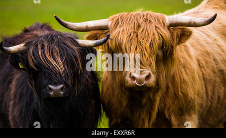 Highland cattle, Seraing, l'Écosse. Banque D'Images
