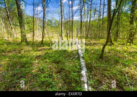 Beau paysage et les zones humides au printemps. Les zones humides avec vert tronc d'arbres morts photographié au printemps. Paysage Polonais. Banque D'Images