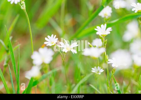 Blooming fleurs blanches de mouron des oiseaux dans l'herbe verte. Fleurs printemps Nature arrière-plan. Banque D'Images