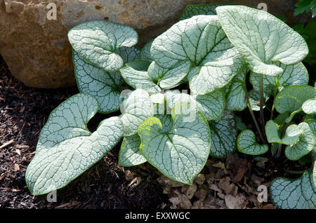 Vipérine commune de Sibérie, Brunnera macrophylla 'Jack Frost'. Banque D'Images