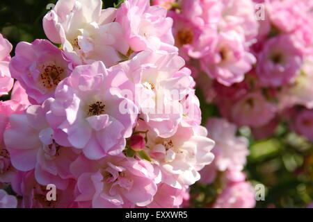 Groupes de rosiers grimpants roses dans le Peak District, Derbyshire, Angleterre, Royaume-Uni Banque D'Images