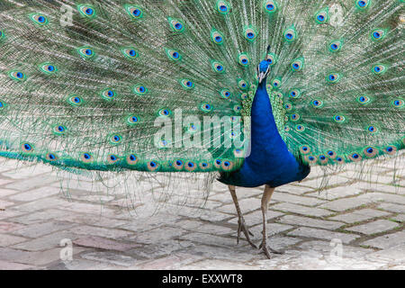 Peacock au Royal Alcazar gardens dans le centre de Séville, Andalousie, Espagne, Europe. Banque D'Images