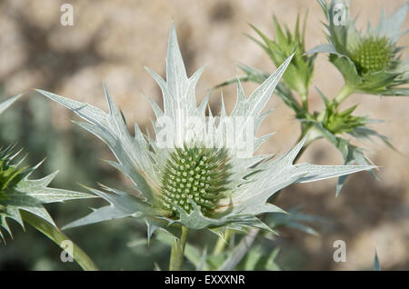 Eryngium giganteum ou la mer holly. Variété Miss Wilmott's Ghost Banque D'Images