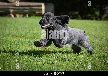 Chiot exécutant - blue roan cocker anglais chiot - 12 semaines Banque D'Images