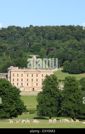 Daims paissent dans la prairie-parc entourant Chatsworth House (photo) sur une chaude journée d'été, Peak District, Derbyshire, Royaume-Uni Banque D'Images