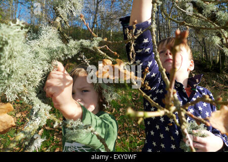 Garçon collectant du Ramalina Farinacea ou du lichen usnea dans un chêne branche enfants nature à l'extérieur en automne rural Carmarthenshire pays de Galles Royaume-Uni KATHY DEWITT Banque D'Images