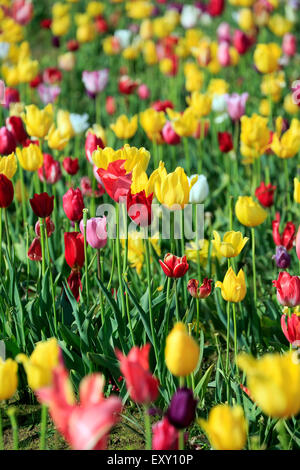 Champ de tulipes colorées, Tulip Fest, chaussures en bois Tulip Farm, Woodburn, près de Portland, Oregon, USA Banque D'Images