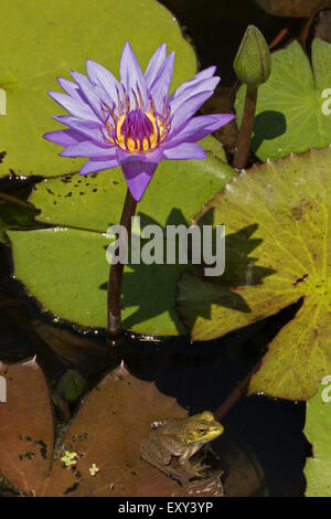 (Lithobates catesbeianus grenouille taureau américain), indigène de l'Amérique du Nord (Rana, catesbiena), Washington, District de Columbia Banque D'Images