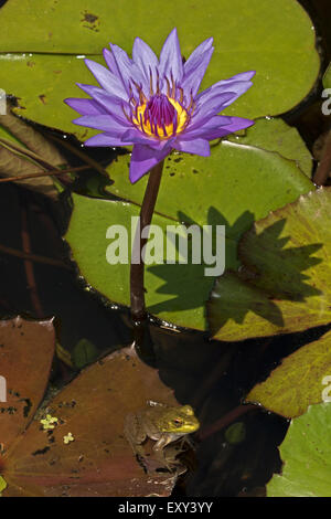 (Lithobates catesbeianus grenouille taureau américain), indigène de l'Amérique du Nord (Rana, catesbiena), Washington, District de Columbia Banque D'Images