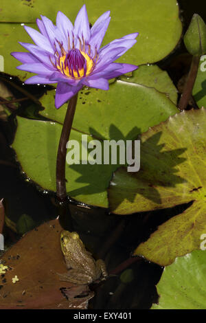 (Lithobates catesbeianus grenouille taureau américain), indigène de l'Amérique du Nord (Rana, catesbiena), Washington, District de Columbia Banque D'Images