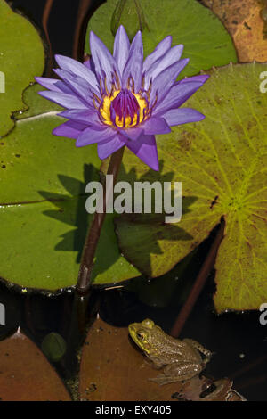 (Lithobates catesbeianus grenouille taureau américain), indigène de l'Amérique du Nord (Rana, catesbiena), Washington, District de Columbia Banque D'Images