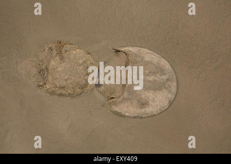 Atlantic limule, Limulus polyphemus, Delaware, Maryland, à venir à terre pour se reproduire Banque D'Images