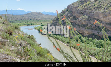 La floraison à l'entrée de Santa Elena Canyon avec les montagnes Chiso en arrière-plan. Banque D'Images