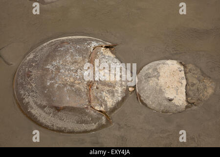 Atlantic limule, Limulus polyphemus, Delaware, Maryland, à venir à terre pour se reproduire Banque D'Images