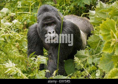 Silverback gorilla dans la végétation, au Rwanda Banque D'Images