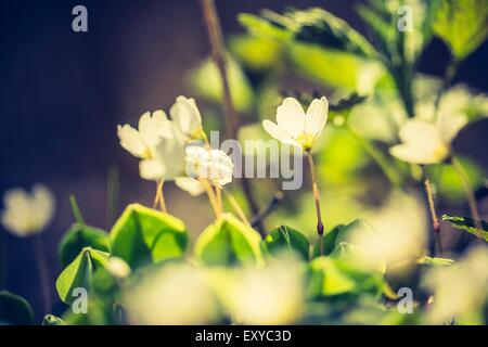 Vintage photo de belles petites fleurs de l'oxalide fleurit au début du printemps dans les forêts. Banque D'Images