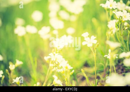 Vintage photo de fleurs de fleurs blanches de la stellaire moyenne dans l'herbe verte. Fleurs printemps Nature arrière-plan. Banque D'Images
