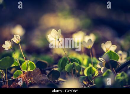 Vintage photo de belles petites fleurs de l'oxalide fleurit au début du printemps dans les forêts. Banque D'Images