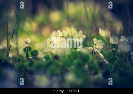 Vintage photo de belles petites fleurs de l'oxalide fleurit au début du printemps dans les forêts. Banque D'Images