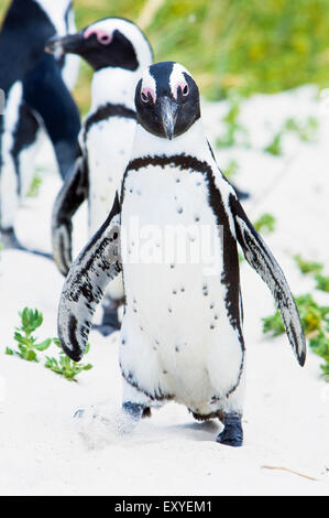 Pingouins africains à partir de la colonie de pingouins Boulders Beach, sur terre à Simon's Town, Cape Town Afrique du Sud Banque D'Images