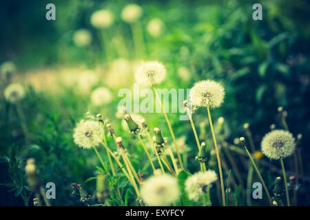 Vintage photo de fleurs de pissenlits fanés. La nature abstraite. Banque D'Images