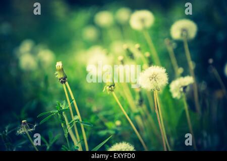 Vintage photo de fleurs de pissenlits fanés. La nature abstraite. Banque D'Images