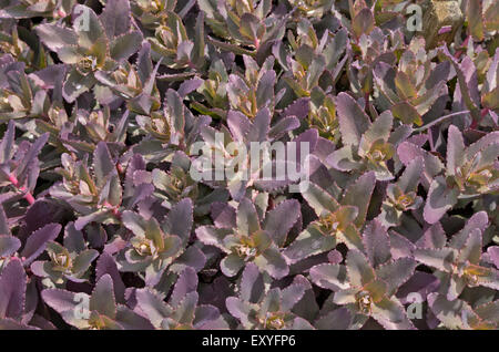 Sedum telephium Purple Emperor Banque D'Images