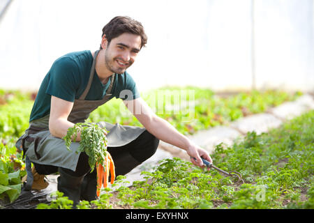 Vue d'un jeune agriculteur attrayant carottes récolte Banque D'Images