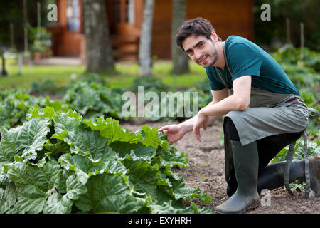 Vue d'un jeune agriculteur attrayant de la rhubarbe de récolte Banque D'Images