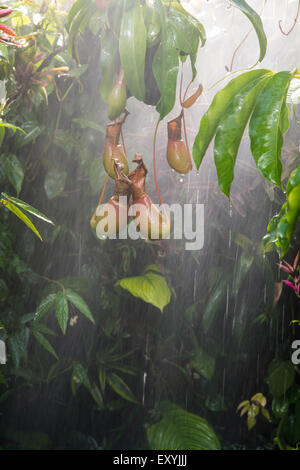 Dans la forêt tropicale humide de la pluie Banque D'Images