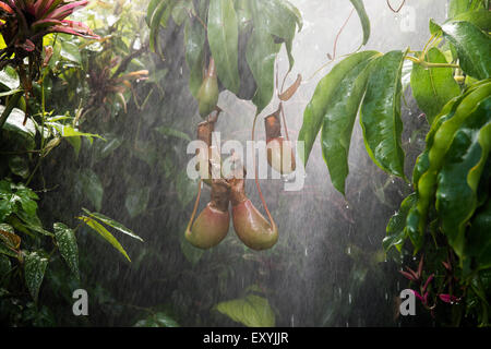 Pluie en forêt tropicale Banque D'Images