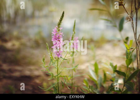 Chamerion angustifolium fleurs roses willow-herb, close-up Banque D'Images