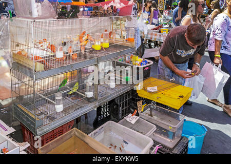 L'opérateur de marché à l'ouverture de la rue du marché, Catane, Sicile, Italie vendre des oiseaux, poissons tropicaux et d'eau douce, Banque D'Images