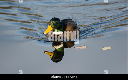 Drake mallard (Anas platyrhynchos), sur l'eau avec la réflexion, Royaume-Uni Banque D'Images