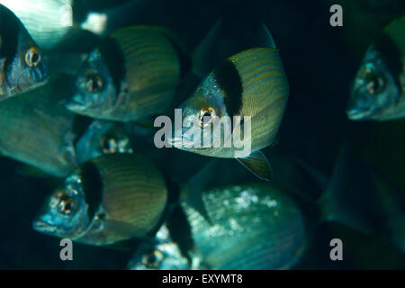 Vue rapprochée sous-marine d'une école de poissons de rames de mer communes à deux bandes (Diplodus vulgaris) en mer Méditerranée (Majorque, Iles Baléares, Espagne) Banque D'Images