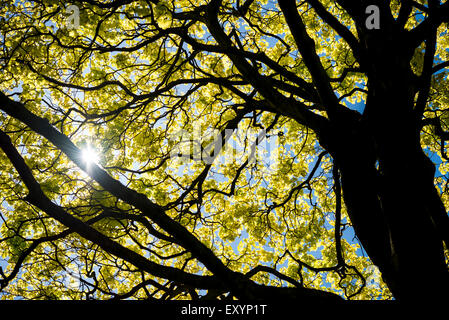 Jusqu'à dans les branches d'un arbre avec des branches d'Acer foncé et jaune lumineux nouveau feuillage. Banque D'Images