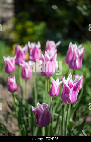 Groupe de délicieux blanc et rose tulipes dans un jardin au printemps. Banque D'Images