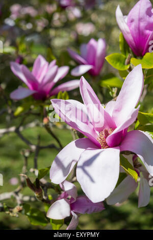 Belle Magnolia rose avec des fleurs grandes ouvertes dans le lumineux soleil du printemps. Banque D'Images