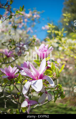 Belle Magnolia rose pâle avec des fleurs ouvertes dans le soleil du printemps. Ciel bleu en arrière-plan. Banque D'Images