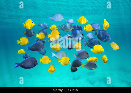 L'École de poissons tropicaux colorés, bleu tang (poisson jaune sont juvénile), ci-dessous la surface de l'eau, mer des Caraïbes Banque D'Images