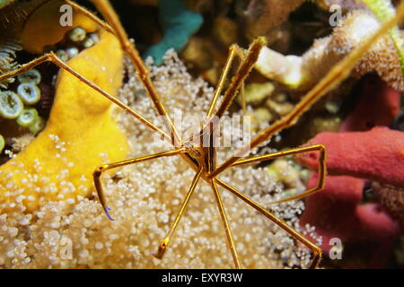 La vie de la mer, près de l'image d'un crabe flèche yellowline, Stenorhynchus seticornis, Fonds sous-marins dans la mer des Caraïbes Banque D'Images